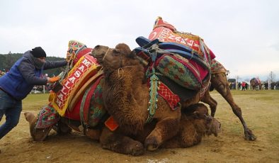 Bölgenin en büyük deve güreşi şenliği 4 Şubat’ta Torbalı’da