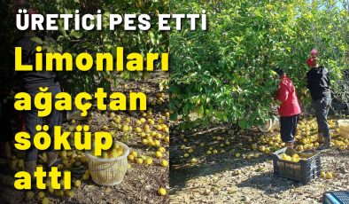 Üretici pes etti! Limonları ağaçtan söküp attı