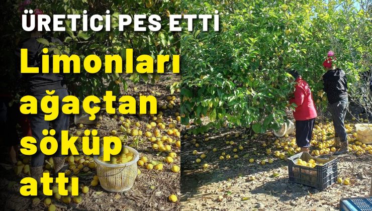 Üretici pes etti! Limonları ağaçtan söküp attı