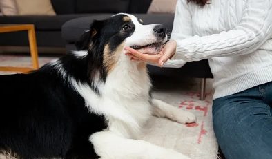 Evcil Dostları Gerilimden Koruyacak 6 İpucu