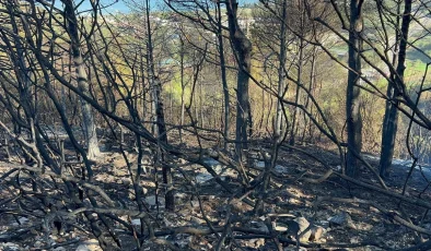 İzmir’de çıkan yangınlarda onlarca dönüm alan zarar gördü