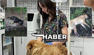 Köyceğiz’de 5 köpeğin içerisine zehir karıştırılan etle öldürüldüğü ortaya çıktı