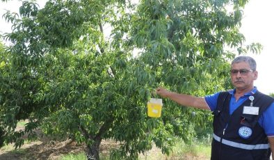 Narenciye ihracatına Muğla Büyükşehir desteği