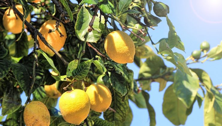 Limonun durdurulamaz yükselişi… Kilogramı 100 TL’ye kadar yükseldi