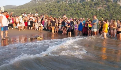 Muğla’da Tedavi Gören Deniz Kaplumbağaları Denize Bırakıldı