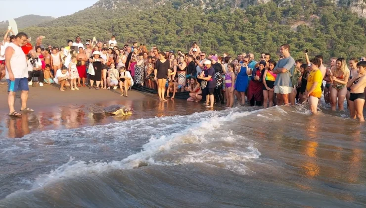 Muğla’da Tedavi Gören Deniz Kaplumbağaları Denize Bırakıldı