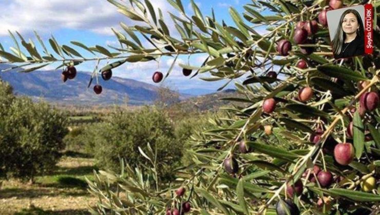 Zeytinlik sahalarını madencilik faaliyetine açan tartışmalı yönetmelik iptal edildi