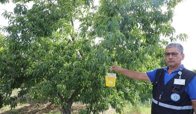 Büyükşehir’den Akdeniz Meyve Sineği’ne Tuzak