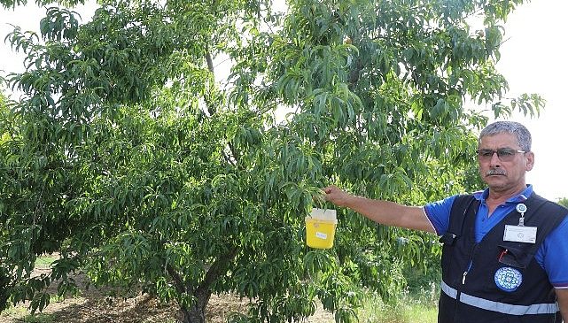 Büyükşehir’den Akdeniz Meyve Sineği’ne Tuzak