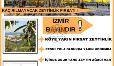 İzmir Bayındır’da Yatırımlık Zeytinlik – Doğayla İç İçe Kazanç Fırsatı