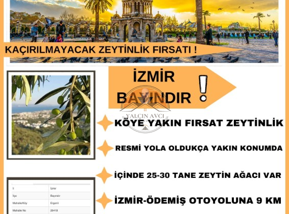 İzmir Bayındır’da Yatırımlık Zeytinlik – Doğayla İç İçe Kazanç Fırsatı